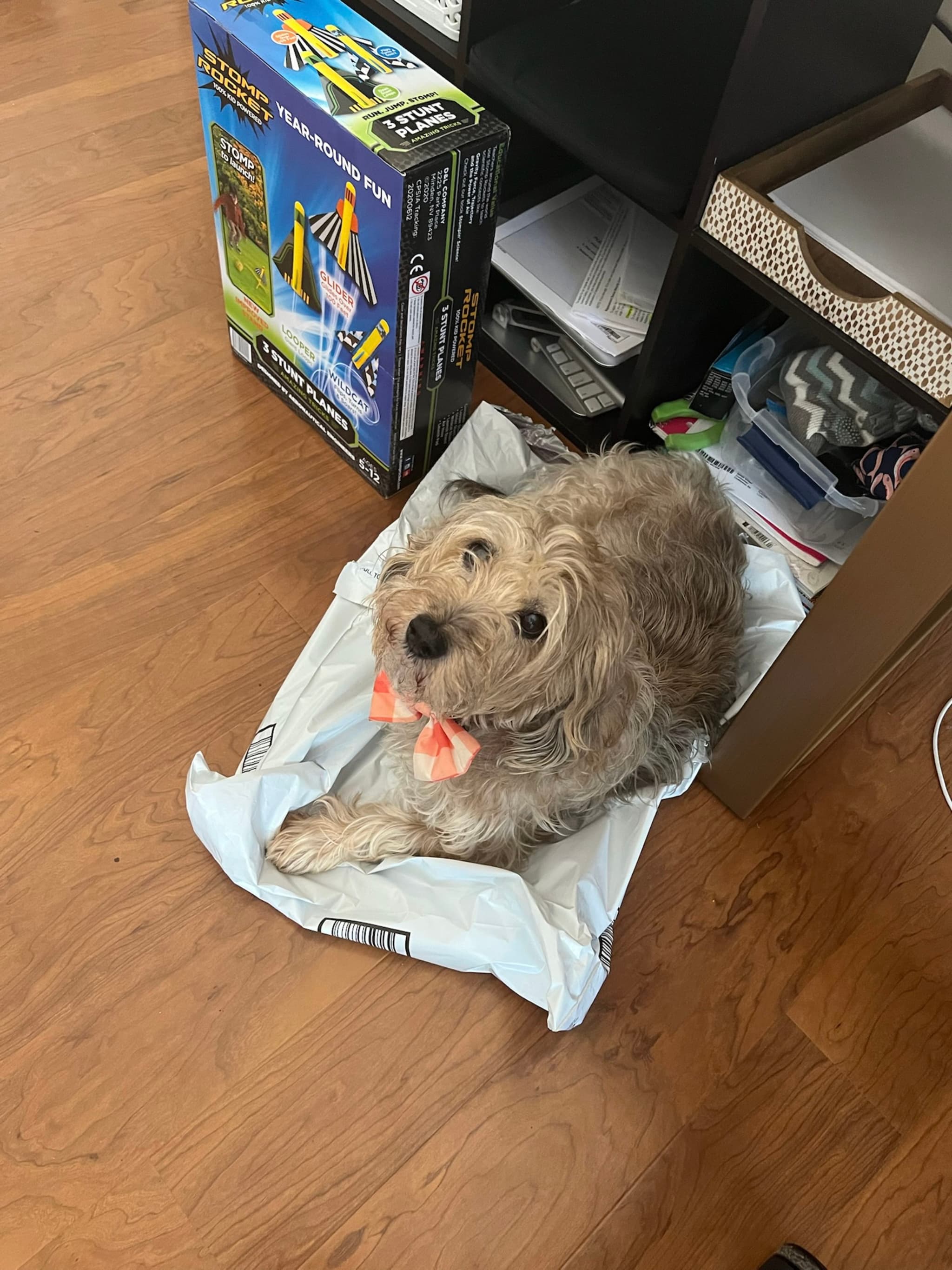 A small, fluffy dog with a pink bow is lying on a white pad on a wooden floor, next to a shelf with various items