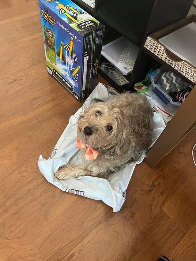 A small, fluffy dog with a pink bow is lying on a white pad on a wooden floor, next to a shelf with various items