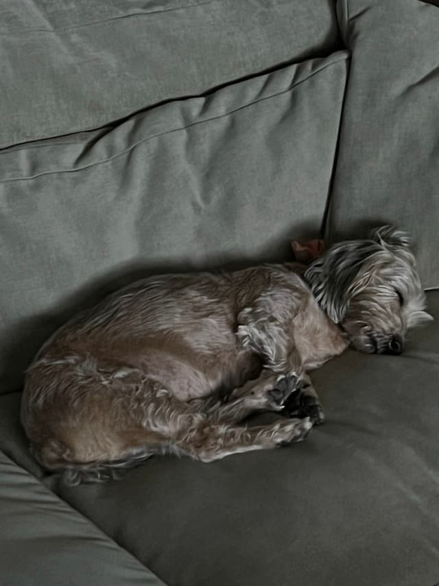 A small dog sleeping curled up on a green couch