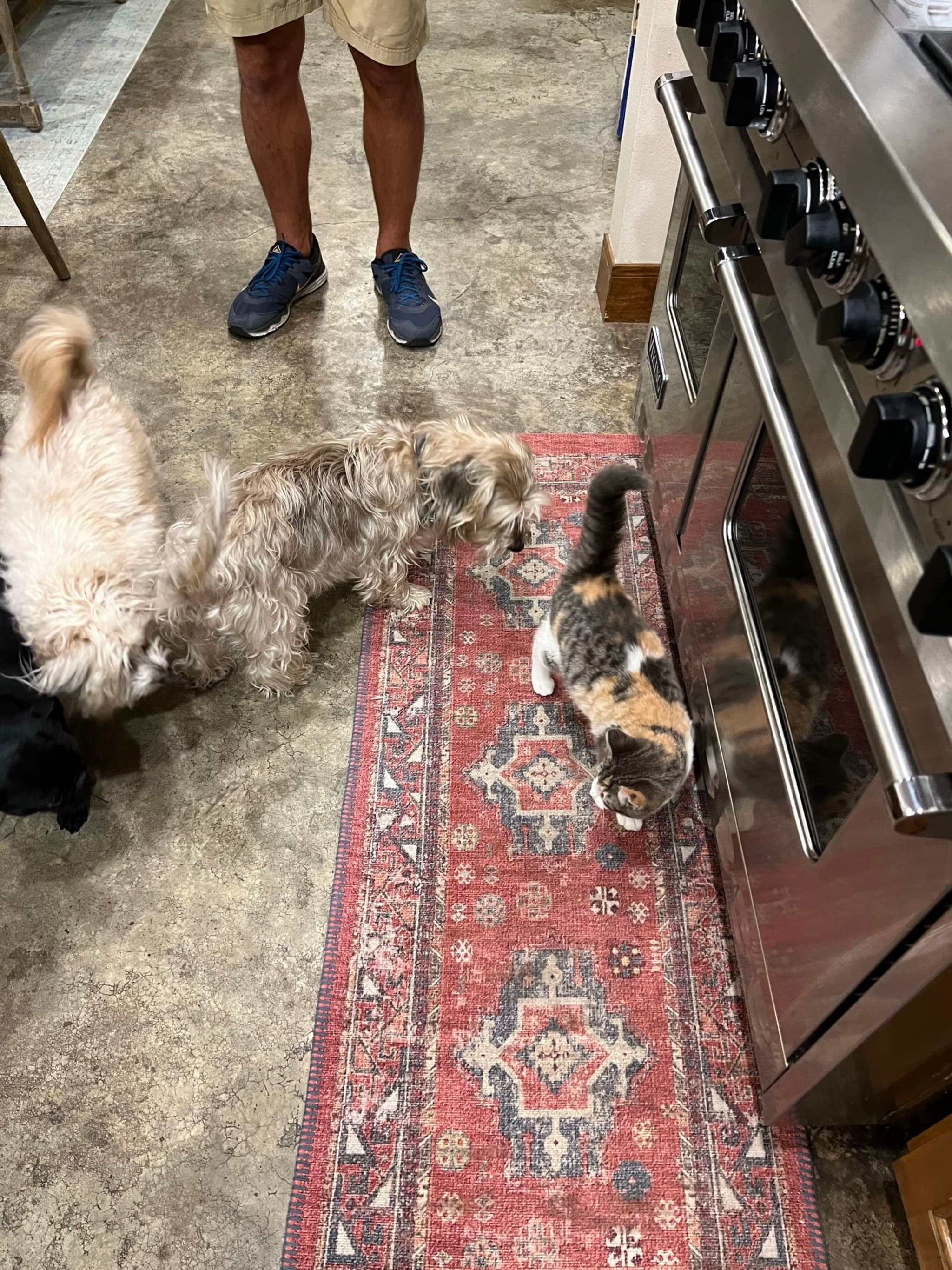 A kitchen scene with two dogs and a cat on a patterned rug, near a stainless steel oven, and a person wearing shorts and blue shoes standing nearby