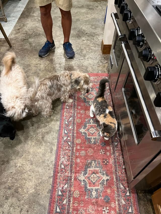 A kitchen scene with two dogs and a cat on a patterned rug, near a stainless steel oven, and a person wearing shorts and blue shoes standing nearby