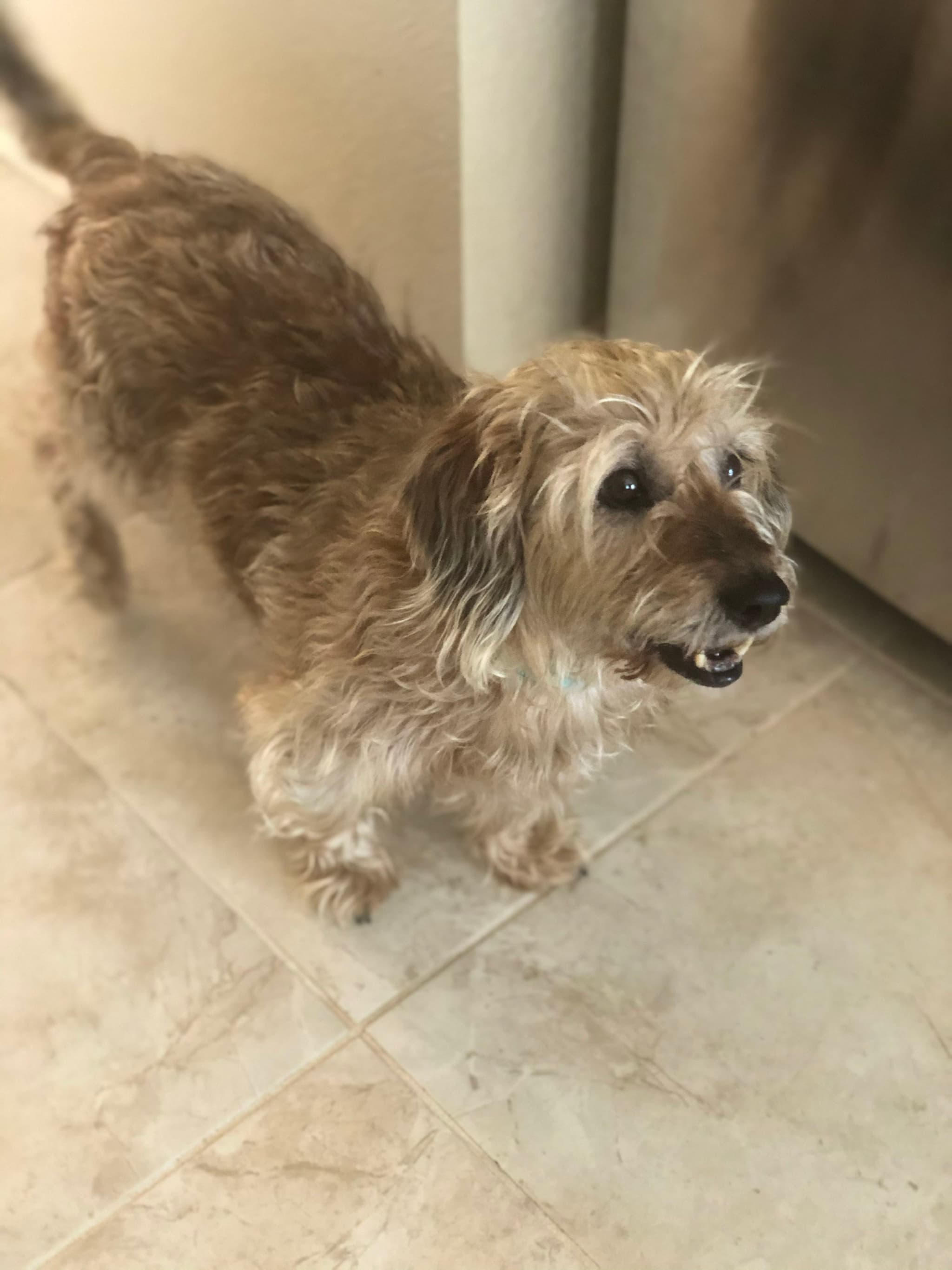 A small, scruffy dog with a light brown coat stands on a tiled floor, looking up with an open mouth