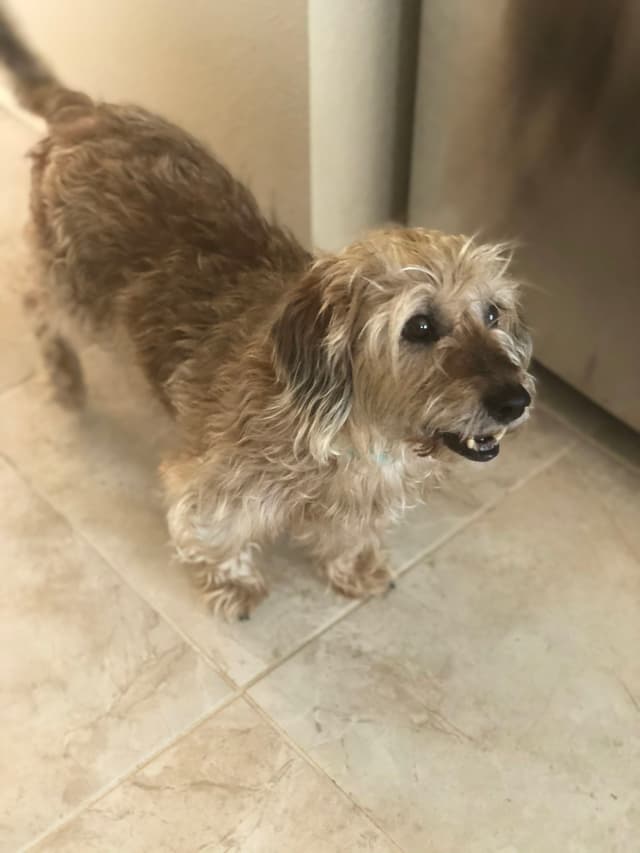 A small, scruffy dog with a light brown coat stands on a tiled floor, looking up with an open mouth