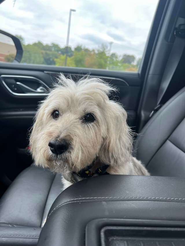 A small, fluffy dog sitting on a car seat, looking towards the camera with a slightly open mouth