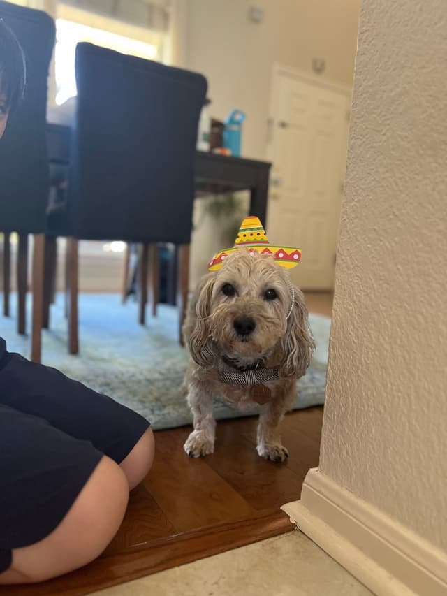 A small dog wearing a digital sombrero stands on a wooden floor near a person sitting on the ground, with a dining area in the background