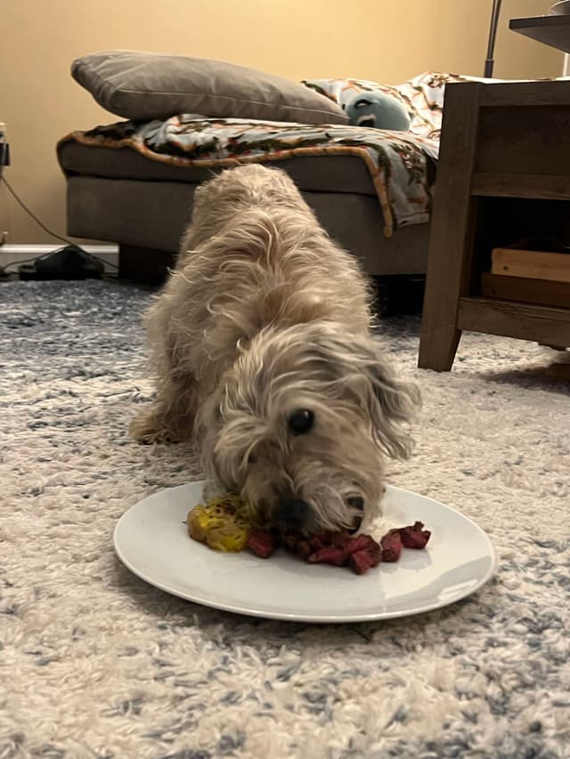 A small, shaggy dog is eating food from a white plate on a carpeted floor, with a couch and a table in the background