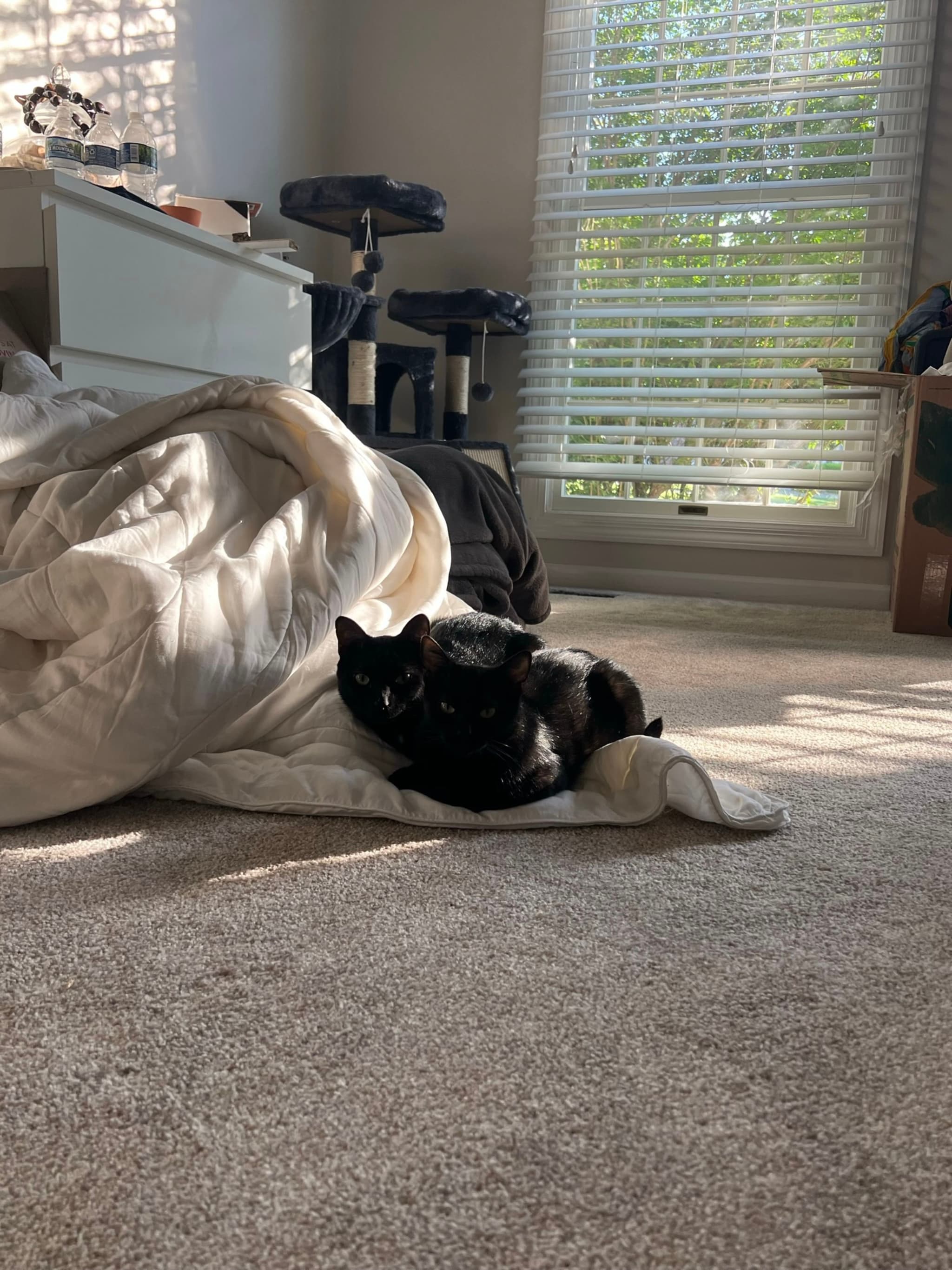 A black cat is lying on a crumpled blanket in a sunlit room with carpeted flooring. A window with blinds allows sunlight to stream in, and there is furniture and a cardboard box in the background