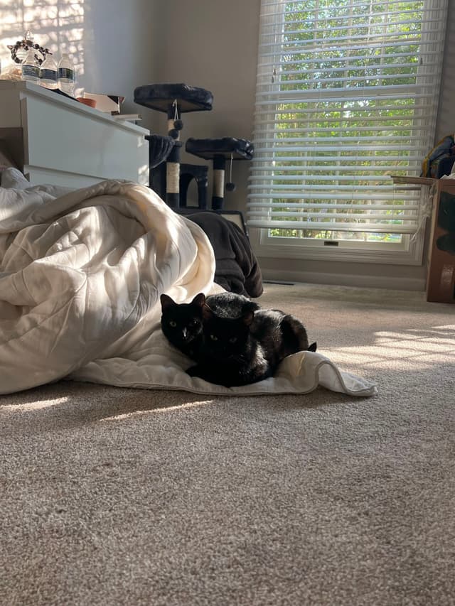 A black cat is lying on a crumpled blanket in a sunlit room with carpeted flooring. A window with blinds allows sunlight to stream in, and there is furniture and a cardboard box in the background