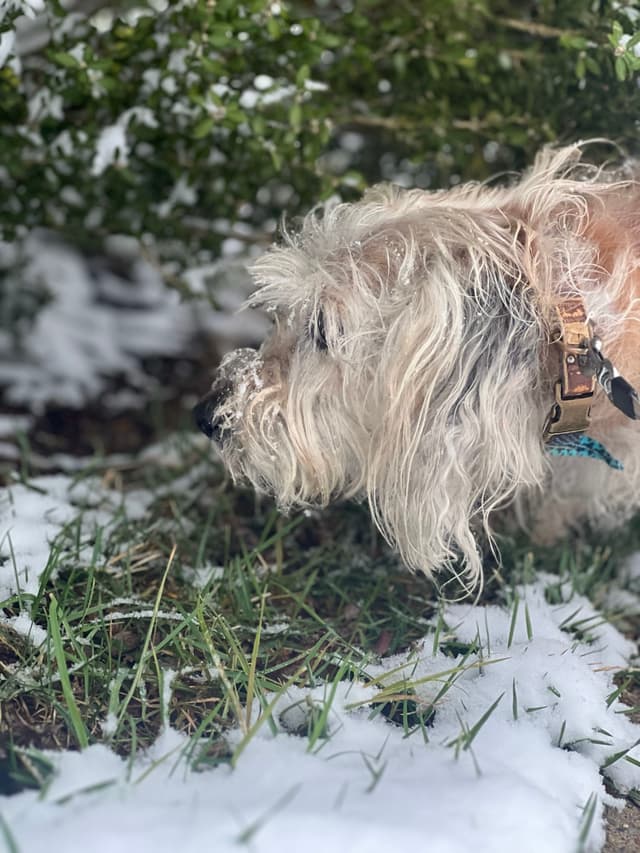 A shaggy dog with a collar stands on a patch of grass partially covered in snow, with green foliage in the background