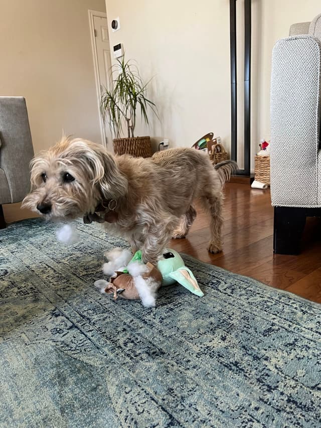 A small, scruffy dog stands on a blue patterned rug, holding a torn plush toy with stuffing coming out. The room has wooden floors, a plant, and light-colored furniture