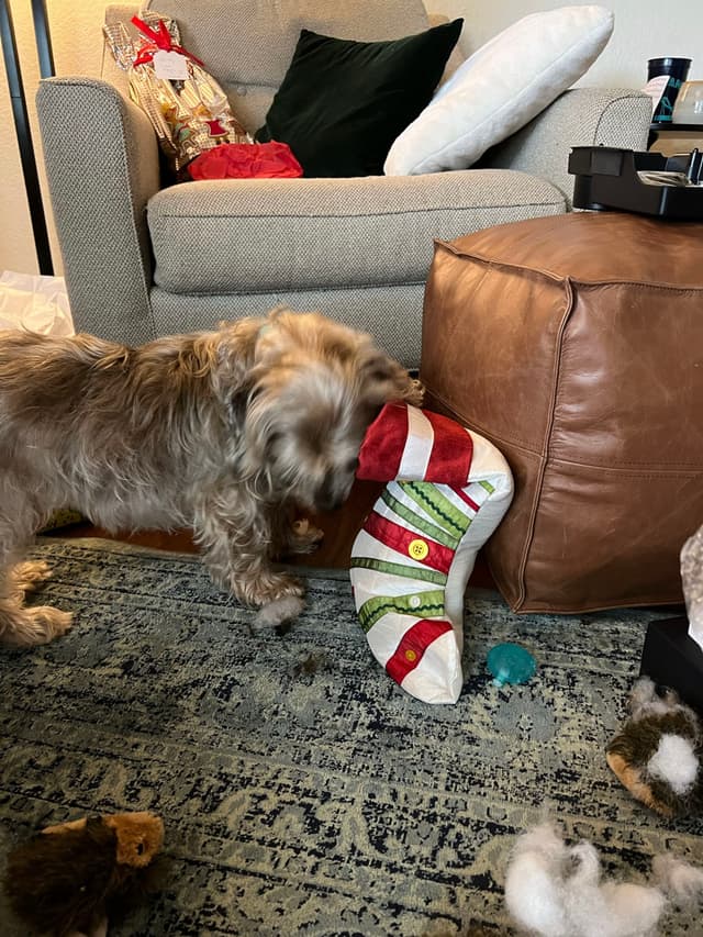 A small dog is interacting with a colorful Christmas stocking on a living room floor, surrounded by scattered toys and a leather ottoman