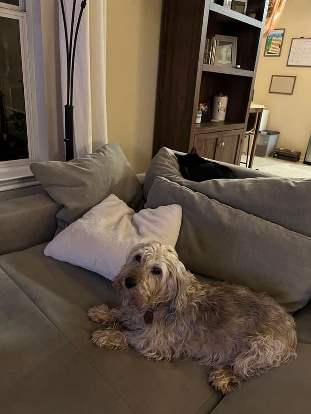 A fluffy dog is lying on a gray couch with a white pillow, and a black cat is resting on the back of the couch. The room has a bookshelf and a window