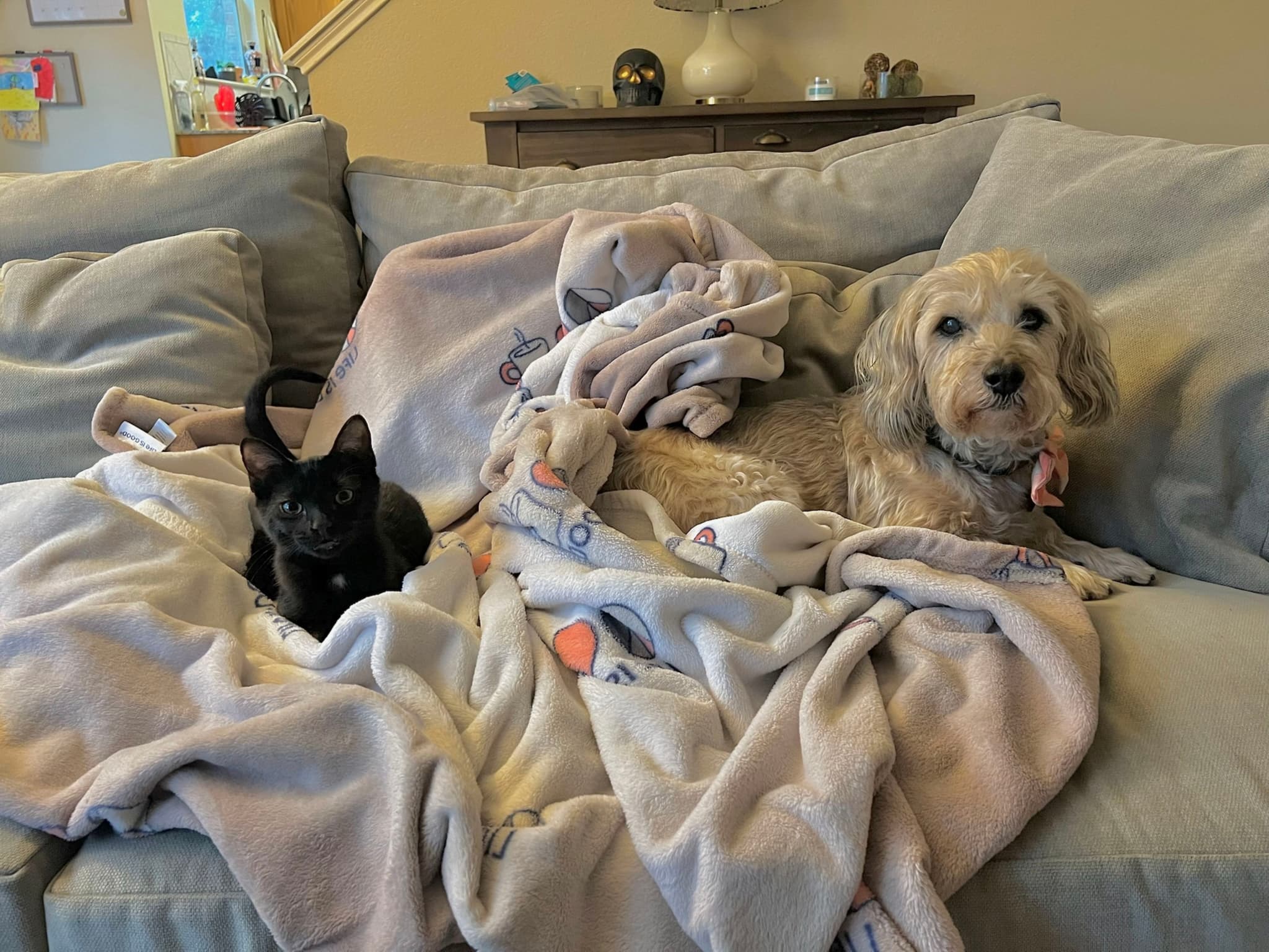 A black cat and a light-colored dog are lying on a couch covered with blankets