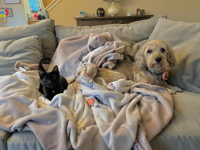 A black cat and a light-colored dog are lying on a couch covered with blankets