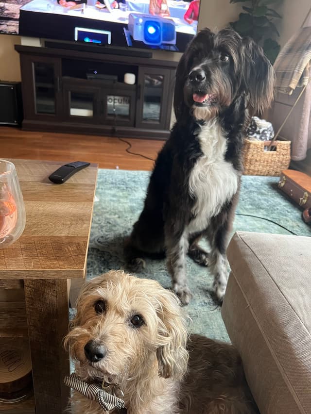 Two dogs are indoors, one sitting on a rug and the other near a couch. A TV and a wooden table are in the background