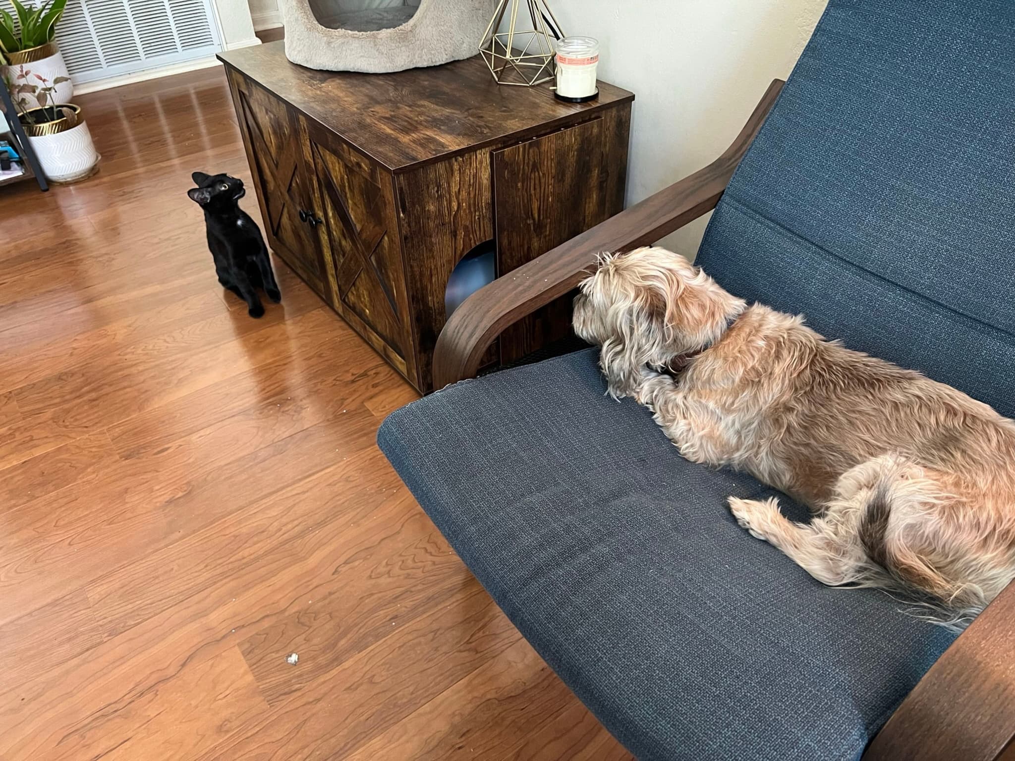 A small dog lies on a blue chair, looking at a black cat standing on a wooden floor. A wooden cabinet and a plant are in the background
