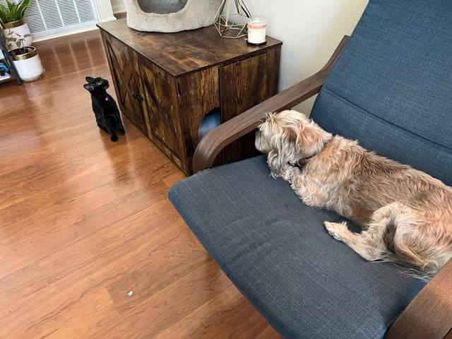A small dog lies on a blue chair, looking at a black cat standing on a wooden floor. A wooden cabinet and a plant are in the background