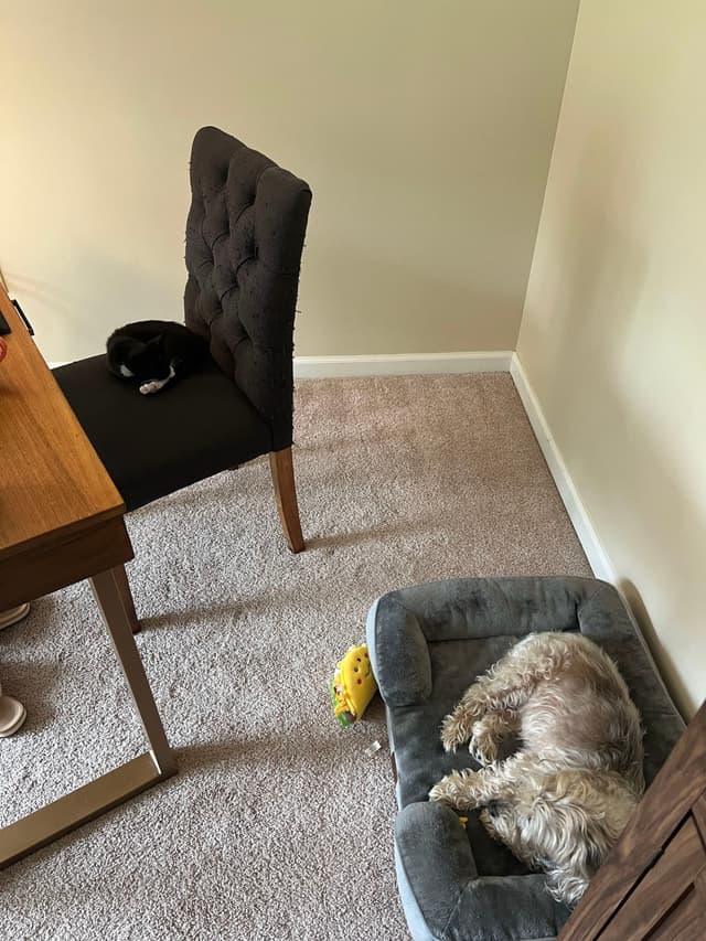 A small dog sleeps on a gray pet bed next to a yellow toy, while a black cat rests on a chair beside a wooden desk