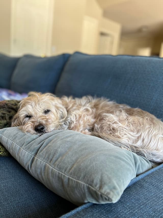 A fluffy dog is resting on a blue couch, lying on a pillow, with a relaxed expression