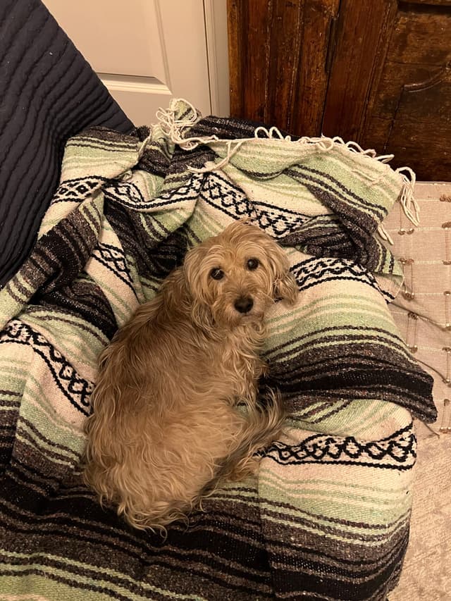 A small, fluffy dog lying on a striped blanket, looking up