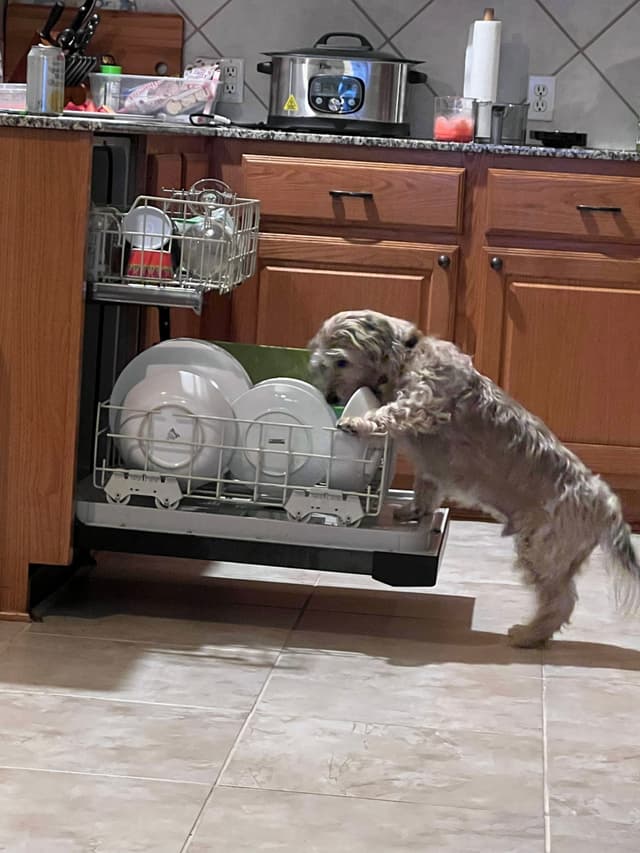 A dog standing on its hind legs, inspecting an open dishwasher in a kitchen