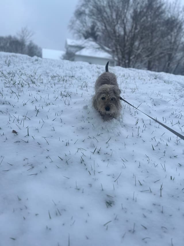 A small dog on a snowy field, with a leash, surrounded by trees and a house in the background