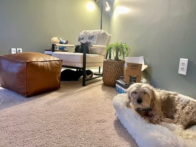 A cozy room with a dog resting in a bed on the carpet, a chair with a blanket, a pouf, a plant, and a lamp in the background