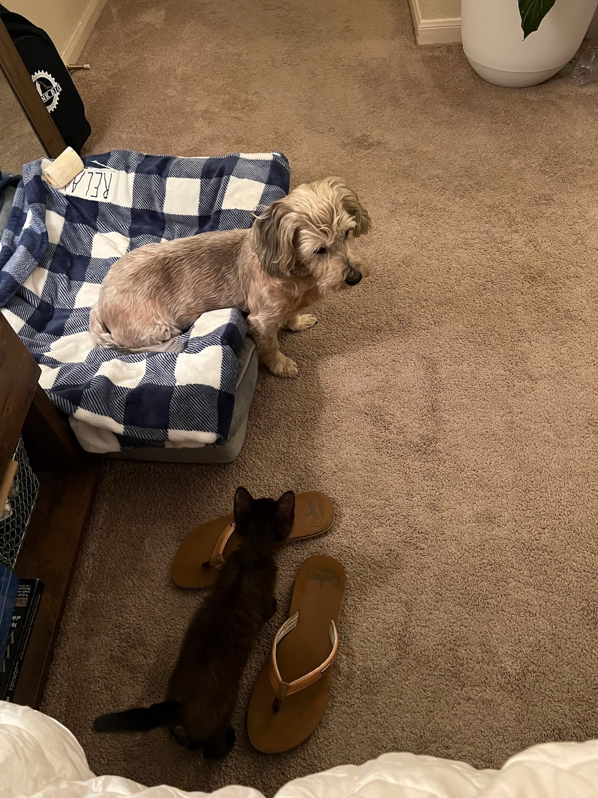 A small dog sits on a blue and white checkered bed, while a kitten stands nearby on a carpeted floor next to a pair of flip-flops