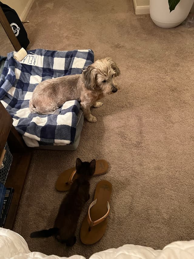 A small dog sits on a blue and white checkered bed, while a kitten stands nearby on a carpeted floor next to a pair of flip-flops
