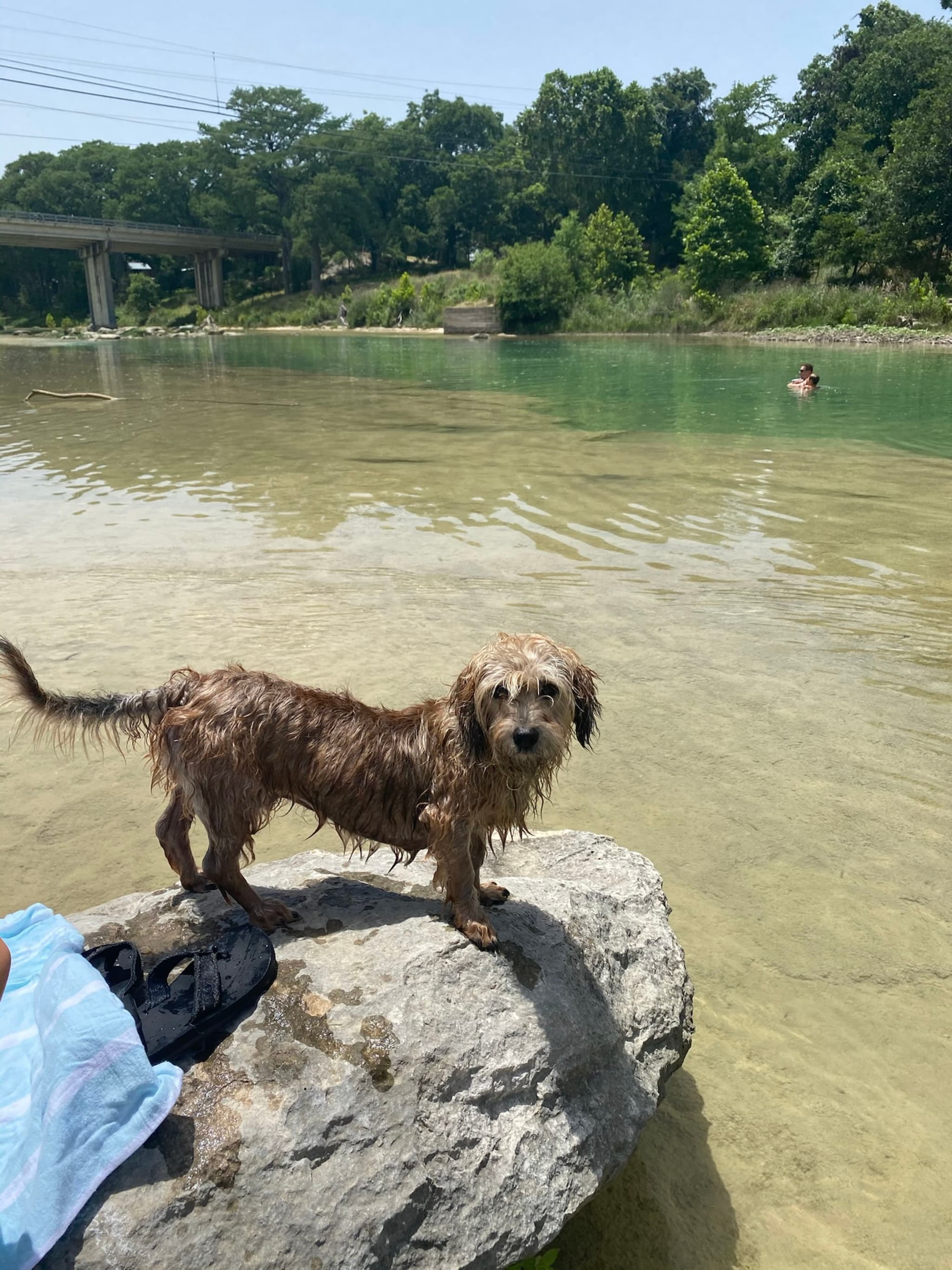 A wet dog stands on a rock by a clear, shallow river with trees and a bridge in the background