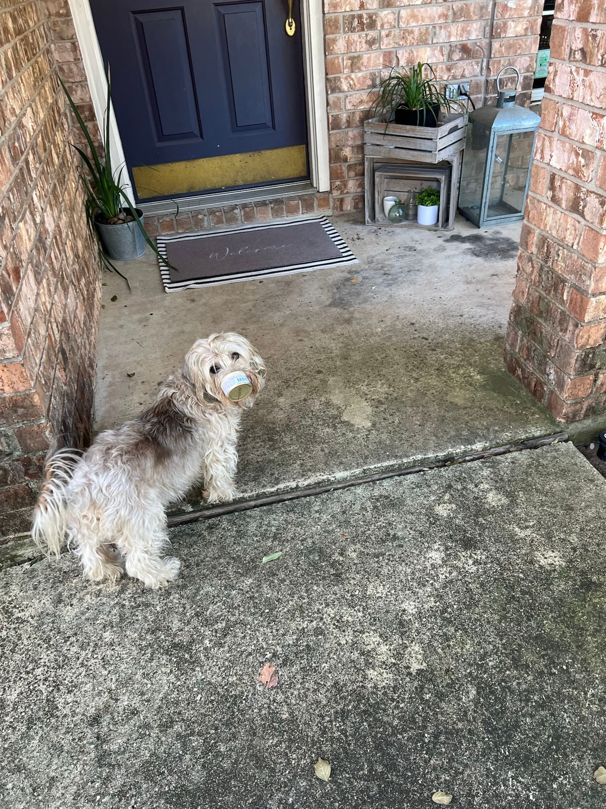 A small dog stands on a concrete porch, holding a ball in its mouth, in front of a dark blue door surrounded by brick walls