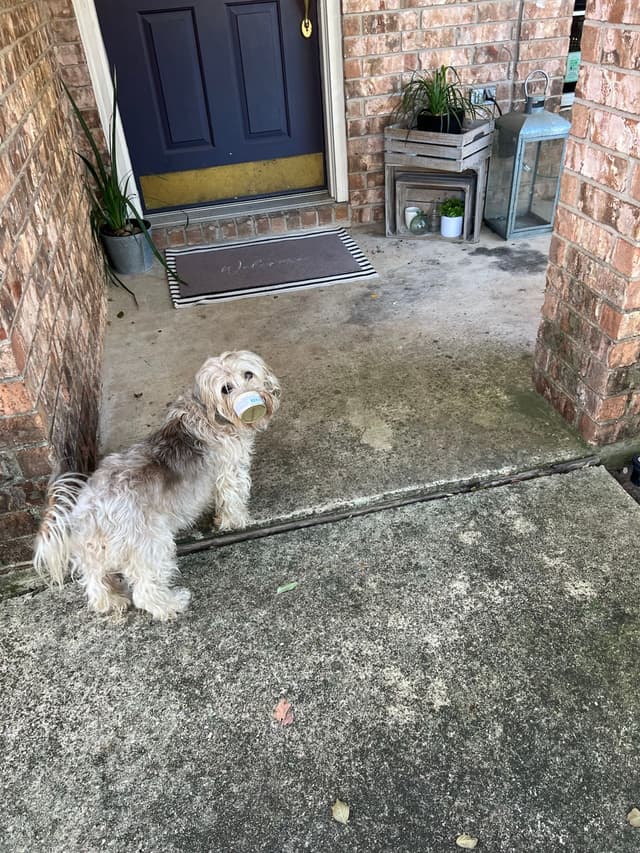 A small dog stands on a concrete porch, holding a ball in its mouth, in front of a dark blue door surrounded by brick walls