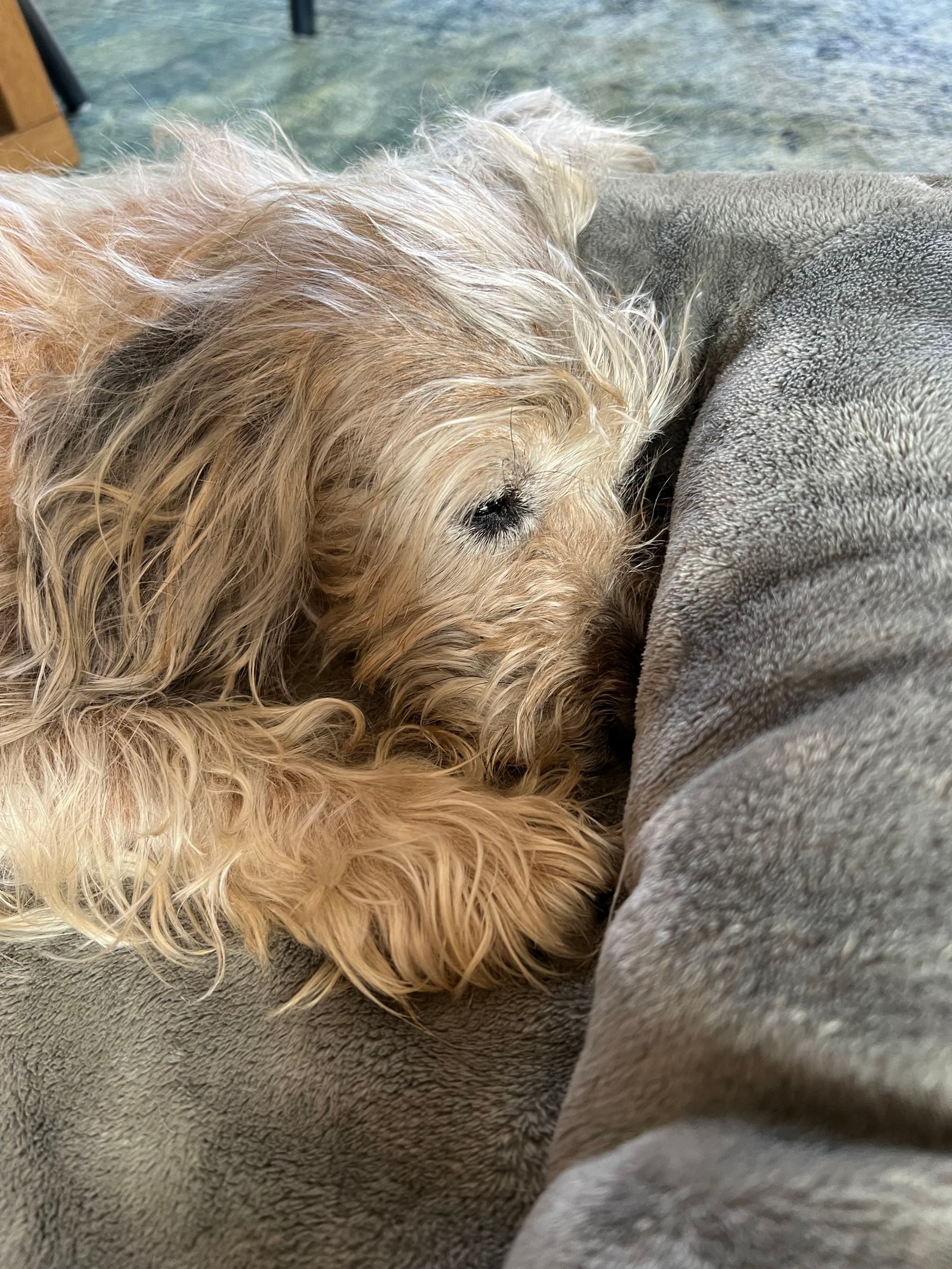 A small, fluffy dog resting its head on a soft, gray surface, appearing relaxed and cozy