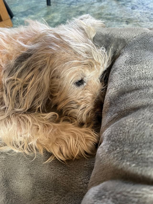 A small, fluffy dog resting its head on a soft, gray surface, appearing relaxed and cozy