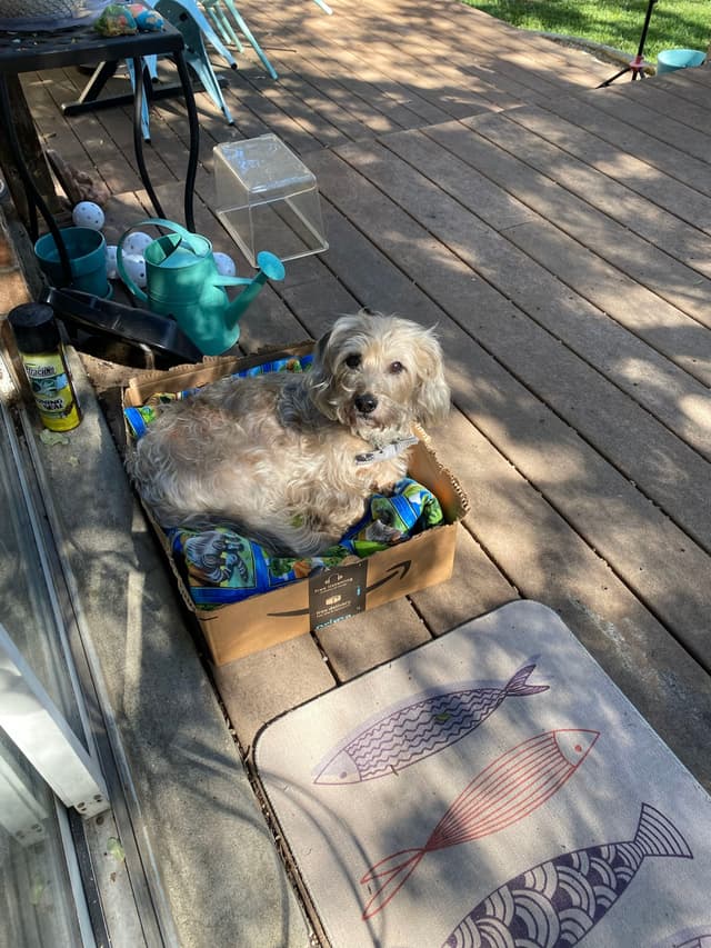 A small dog sits in a cardboard box on a wooden deck, surrounded by various outdoor items like a watering can and a mat with fish designs