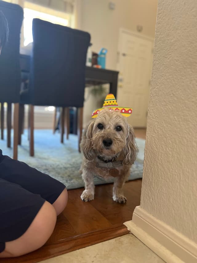 A small dog wearing a yellow sombrero stands on a wooden floor near a person sitting on the ground, with a dining area in the background
