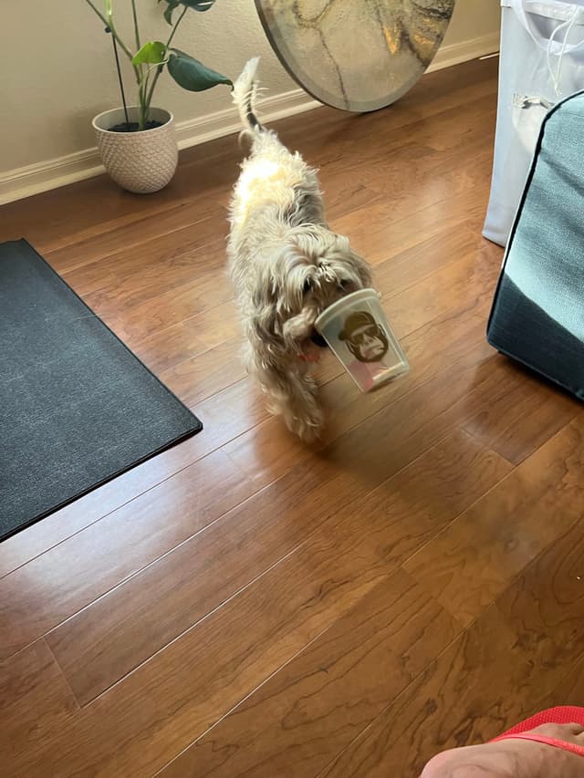 A small dog is carrying a plastic container in its mouth, walking on a wooden floor. There's a potted plant and a piece of furniture in the background