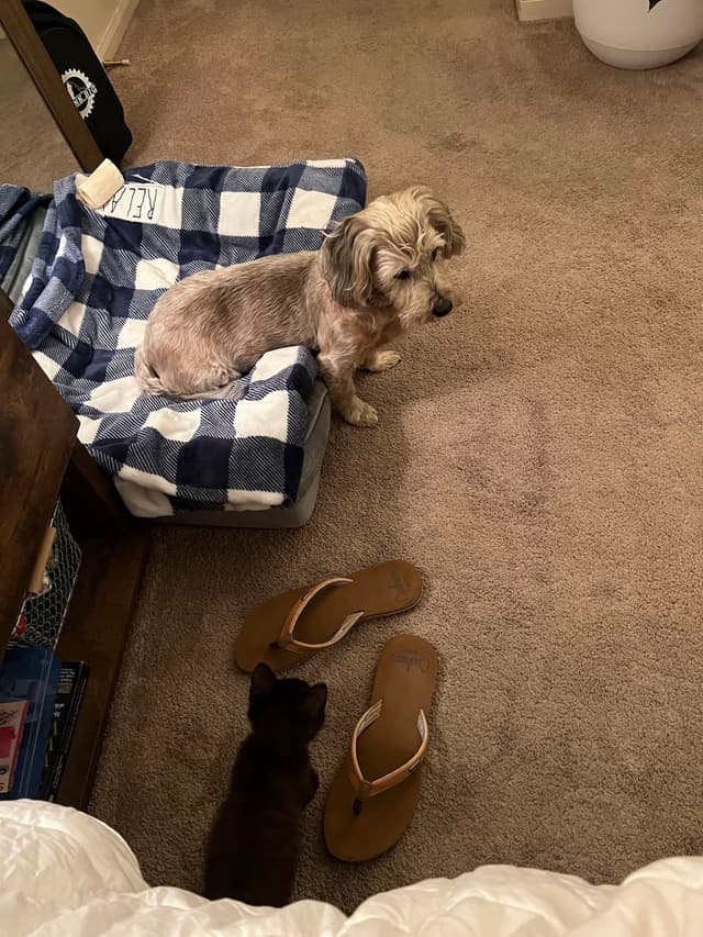 A small dog sits on a blue and white checkered bed on a carpeted floor, with a kitten nearby and a pair of flip-flops in between them