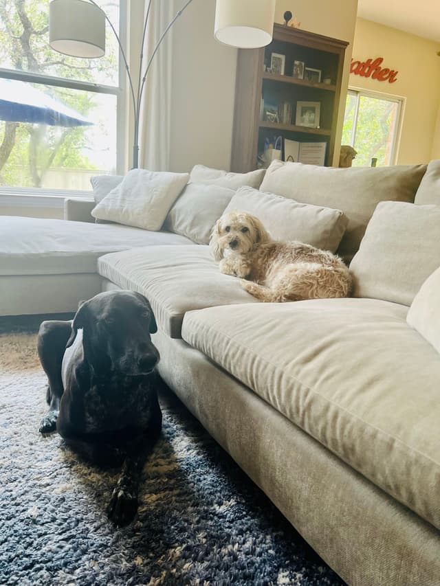 Two dogs are in a living room; one is lying on a beige sofa, and the other is sitting on a rug in front of it. The room has large windows, a floor lamp, and a bookshelf