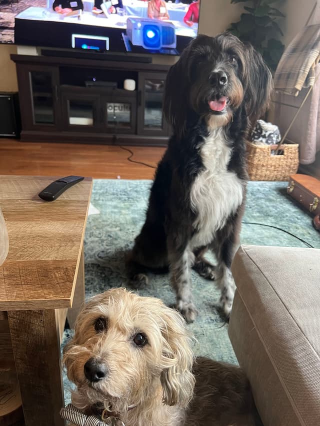 Two dogs are indoors, one sitting on a rug and the other standing behind it. A television and furniture are in the background