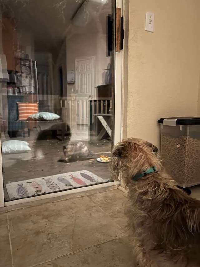 A dog inside a house looks through a glass door at a raccoon outside