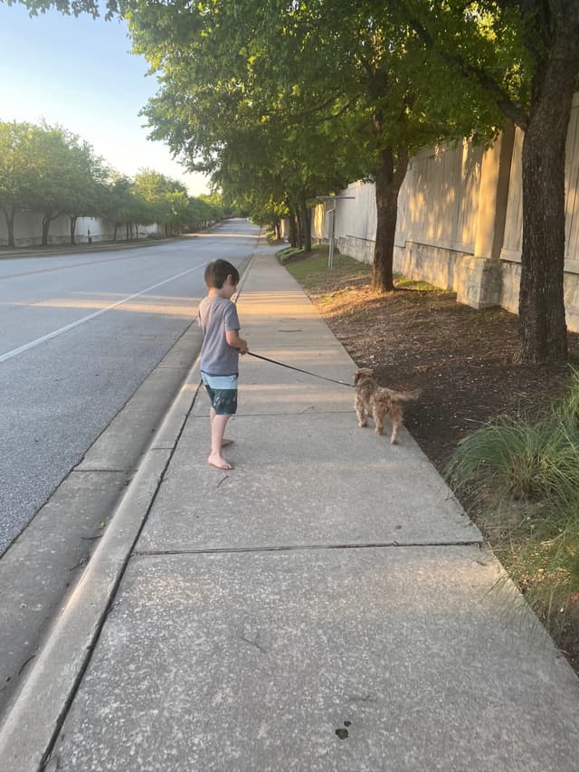A child walking a small dog on a leash along a tree-lined sidewalk next to a road
