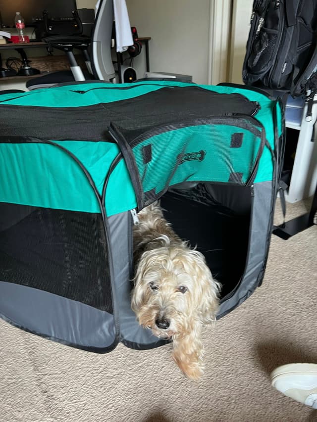 A small dog is peeking out from a green and black portable pet crate in a room with various furniture and equipment