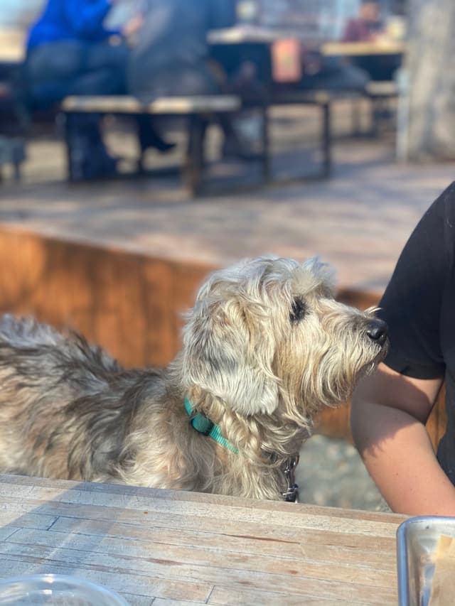 A fluffy dog with a teal collar is looking up at a person sitting at a wooden table outdoors