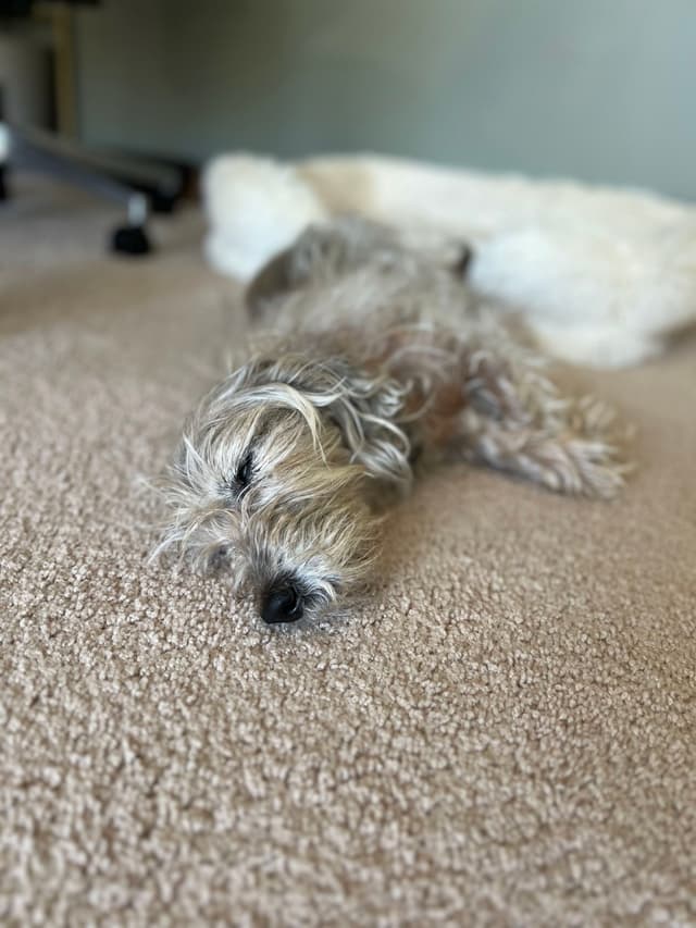 A small, fluffy dog is lying on a carpet, appearing relaxed and possibly asleep, with a soft bed nearby