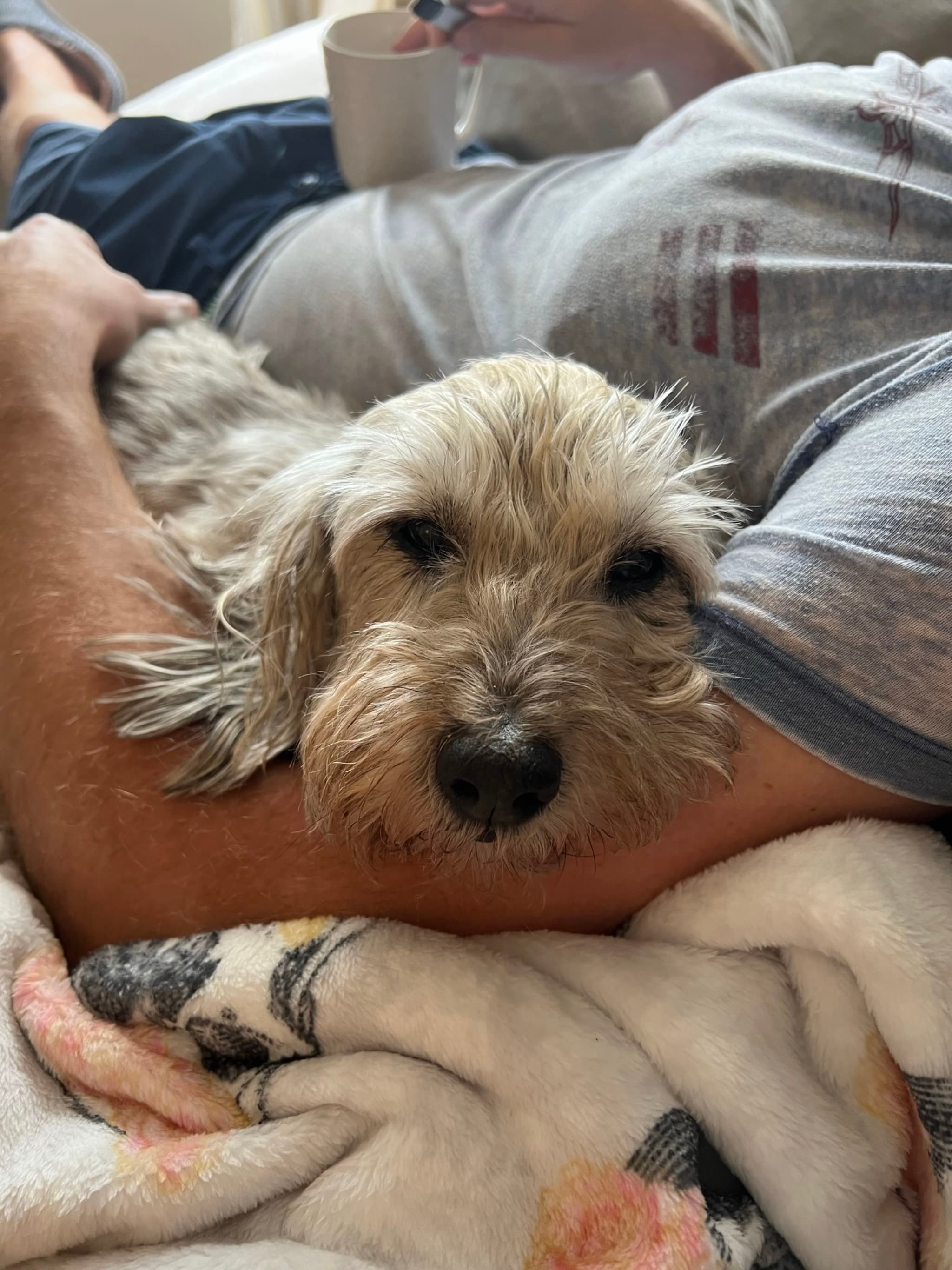 A small dog resting comfortably in someone's arms, with a cozy blanket and a person holding a mug in the background
