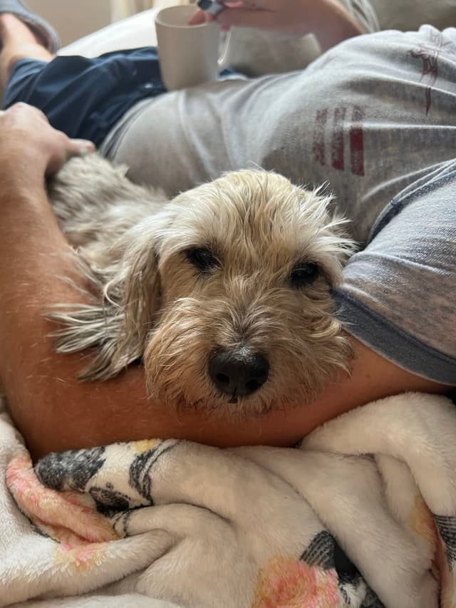 A small dog resting comfortably in someone's arms, with a cozy blanket and a person holding a mug in the background