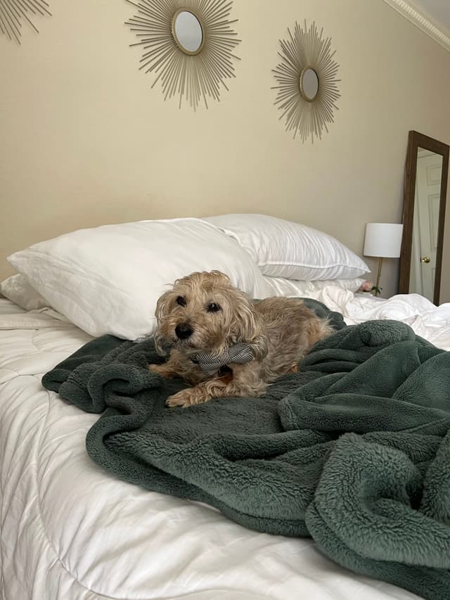 A small dog lying on a bed with white pillows and a green blanket, in a room with decorative wall mirrors and a floor lamp