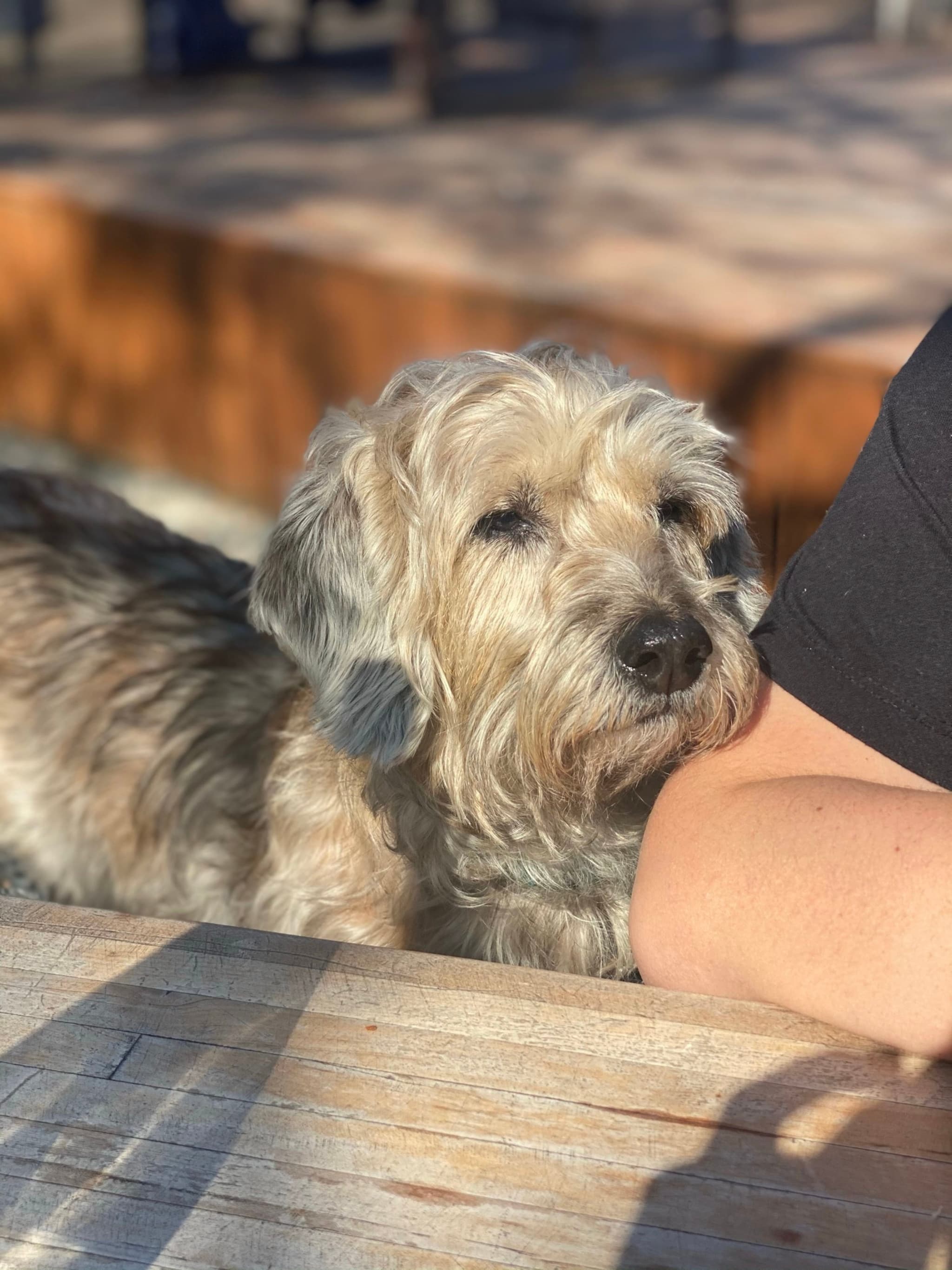 A fluffy dog rests its head on a person's arm at a wooden table, with sunlight casting soft shadows