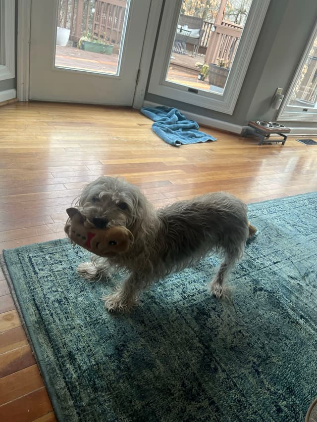 A small, shaggy dog stands on a blue rug, holding a plush toy in its mouth. The room has wooden floors and large windows in the background